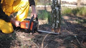 Best Tree and Shrub Care  in Crowley, LA